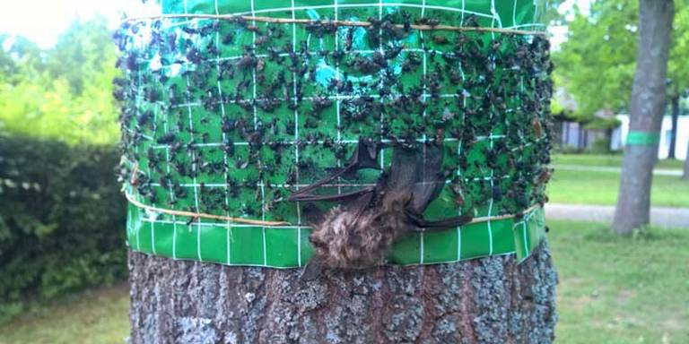Zie je plakstrips om eiken? Haal ze er meteen af! Ze doden vele nuttige insecten en zelfs vogels en vleermuizen. Mensen zijn zo dom; dit helpt niet tegen processierups. ow.ly/c8yL50zGTBz