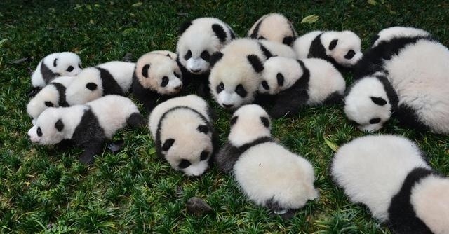 Живые панды в россии. Много панд. Панда лежит. Пандочки много. Очень много панд.