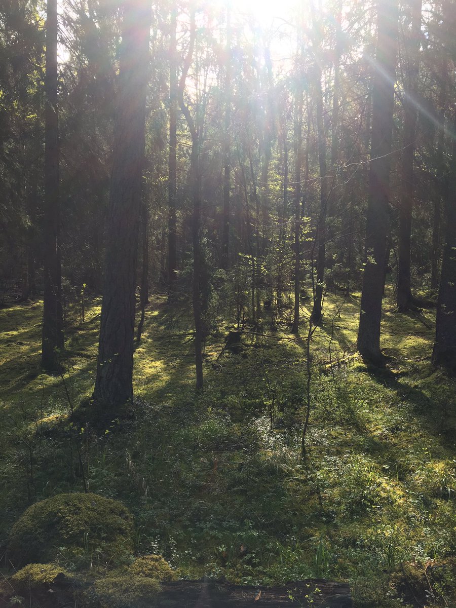 hheurlin's tweet photo. Mental genomgång i väntan på grupp. Var, när och hur. Varför - det är väl givet! För upplevelsen, kontakten med naturen, delade upplevelser, upptäckarglädje, väcka nyfikenhet....
#solskol #naturskolanisollentuna https://t.co/uA3q3wI10K