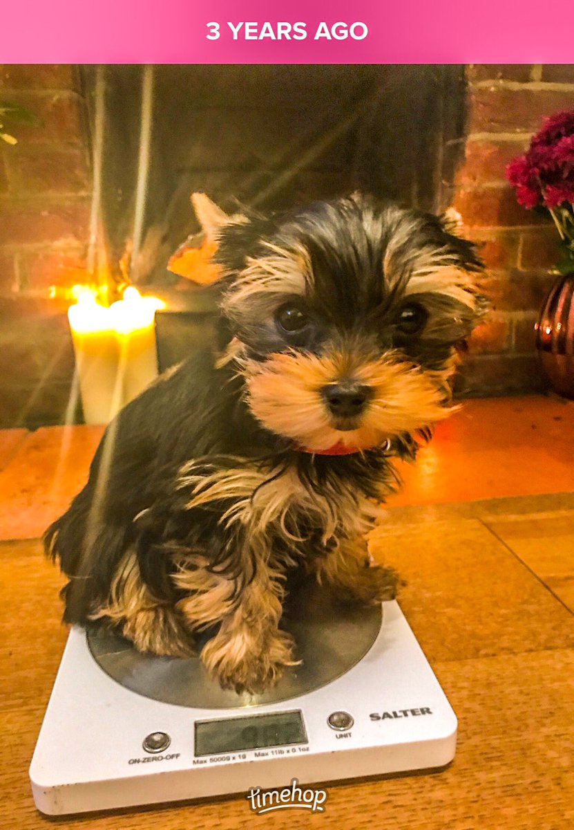 esmetheteacup's tweet photo. #tbt 3 years ago when I was 11 weeks old and weighed 962 grams! #teacupclub #yorkielife #yorkielover #yorkshire_terrier #dogsoftwitter #yorkshireterrier #yorkie #yorkiefamous #yorkiestyle #yorkiesdaily #doginfluencer #tinydog https://t.co/tioIwWvEKx