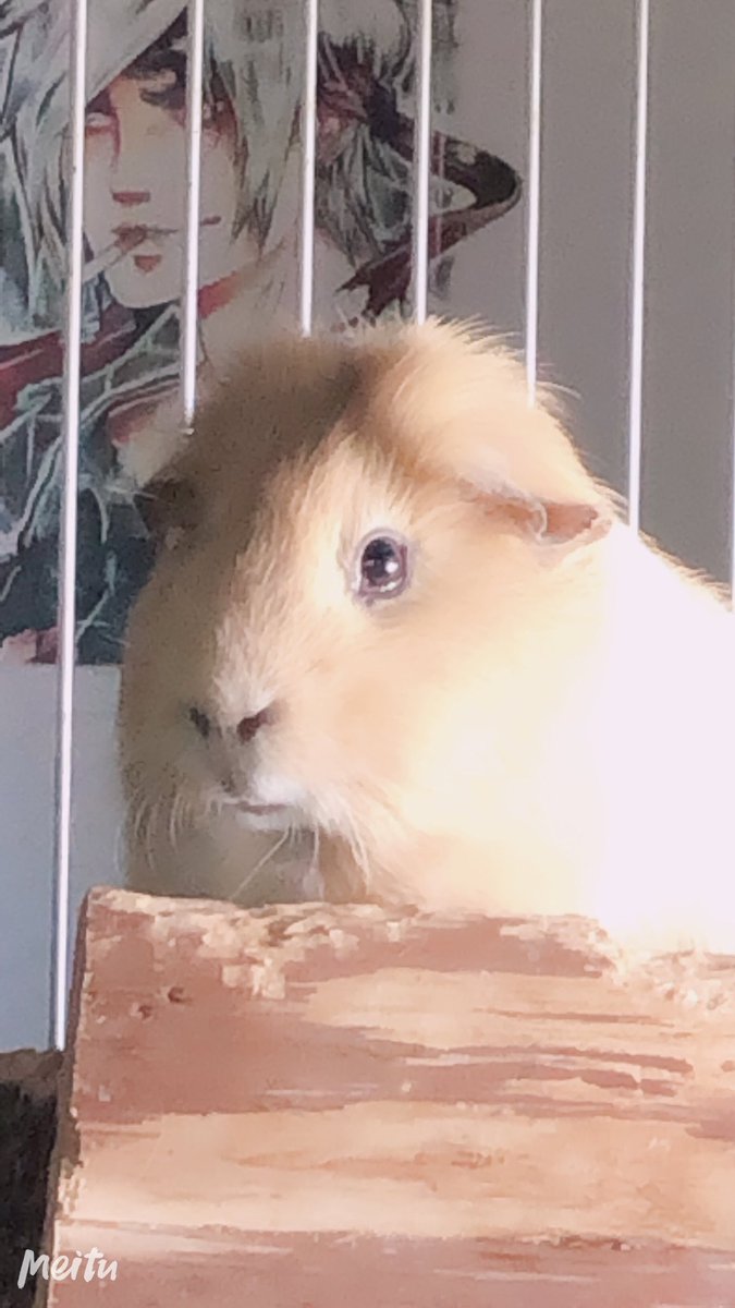 YukiArisato's tweet photo. Sie sitzt dort seit 30 Minuten und starrt mich an. Entweder führt sie eine große innerliche Debatte mit sich selbst oder sie traut sich nicht vom Haus zu springen... Ich vermute eher letzteres ^^' #Meeris https://t.co/DXQg0CiGZa