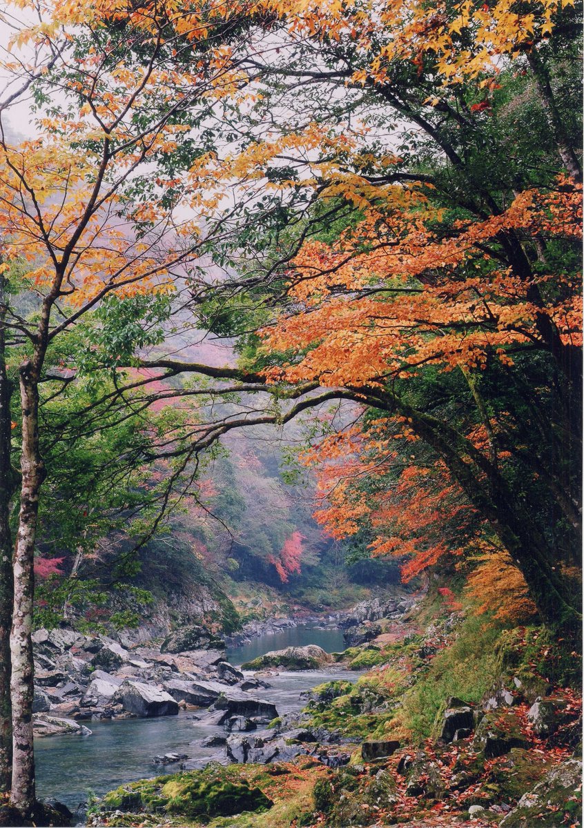 venayamaguchi's tweet photo. Yamaguchi (山口) significa literalmente en japonés “la boca de la montaña”. Uno de nuestros lugares naturales favoritos es el cañón de Chōmonkyō (長門峡) (ruta de senderismo de 12 km) #megustayamaguchi #visityamaguchi
#japan #yamaguchiprefecture #cooljapan #traditionaljapan https://t.co/5JysKWPaYP