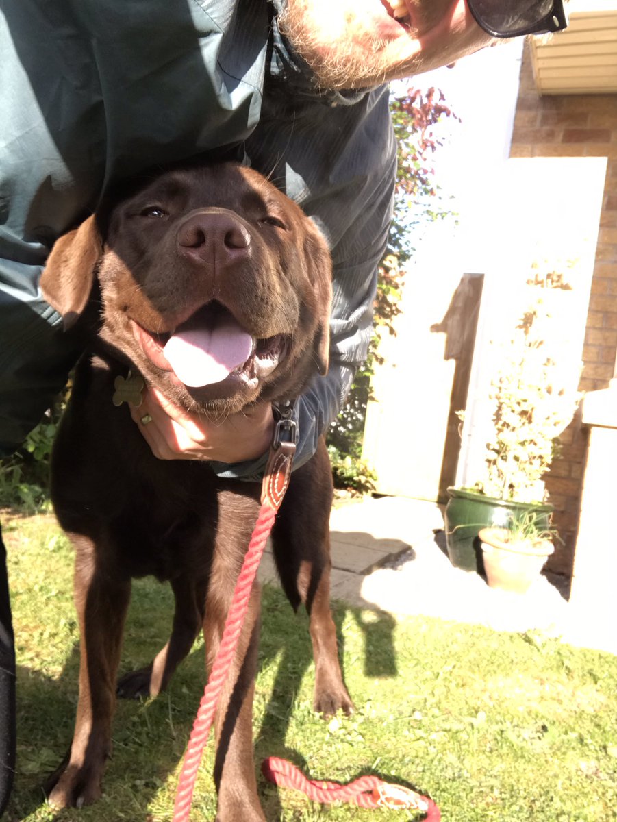 scottycash1974's tweet image. Got the hound around his first 5k today🐕he’s like me, he’s not keen on the last 4.5 😜#247running #runningdogs #houndoftherunderfuls