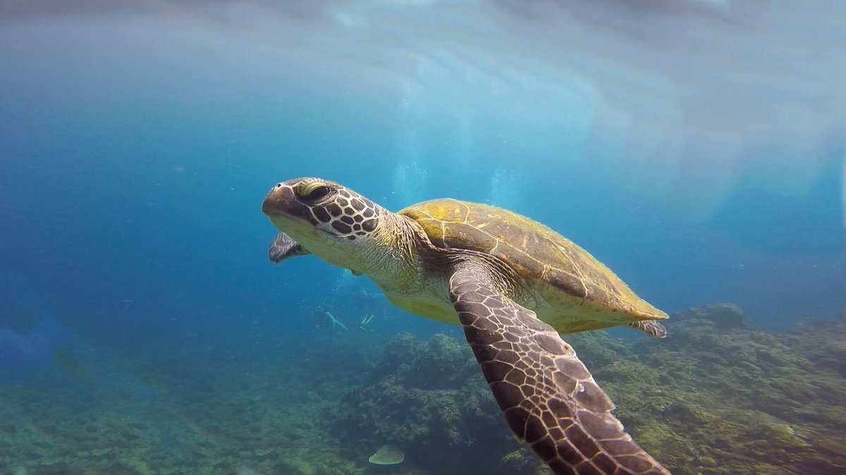 どうも皆さんこんにちは😃
海の中には魅力的な生き物がたくさんいますよね～(下に写真載せておきますね🐠)
普段見ることができない生き物を海の中で実際に目にすると感動しますよ✨
少しでも興味ある人は気軽に質問してくださいね😁