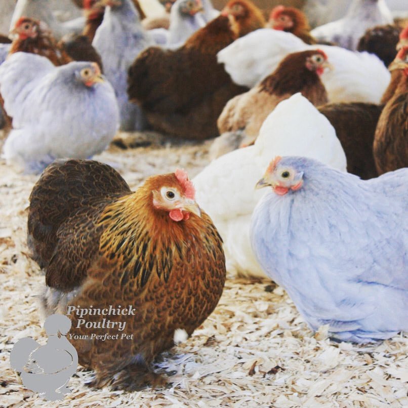 More lovely little bantam Pekins ready soon, available for May delivery! 
🐓💕👍💥

#pekinchicken #bantamchicken #petsforsale #gardenhens #pipinchickpoultry