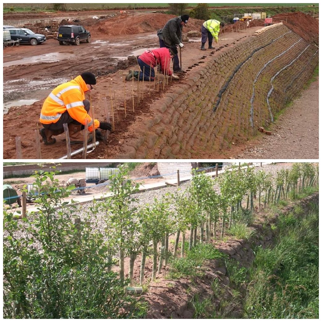 LHCRT1's tweet photo. Going further back to 2019. Spot the difference... here's our Green Team planting whips from the @WoodlandTrust in March 2019 and look at them now!
#Lichfieldlocal
https://t.co/0L9AJ4K4xs
