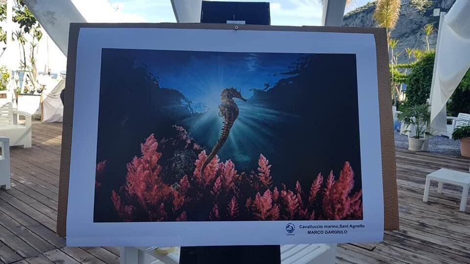 LegambienteAfr's tweet photo. Meta di Sorrento (Na)bellezza e la passione per quello che si fa, resta sempre impressa nella memoria. Dedichiamo queste foto a chi non ce lo riconosce e non l’ha mai fatto!#educazioneambientale #environmentaleducation
#legambienteafragola 
#legambiente40 
#CitizenScience https://t.co/S9NMJPNFa0