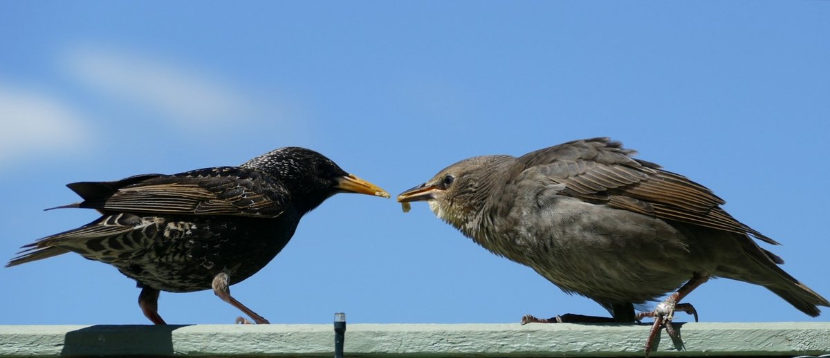 Kayleighhunt's tweet photo. All of a sudden there was an ear piercing noise in the tree, then a (very ungraceful!) landing on our fence and it was this gorgeous Starling juvenile! Mum was very quick to come down and give her noisy offspring a snack. #NaturePhotography #wildlife @Natures_Voice @CwallWildlife https://t.co/cr2OjCNIUy
