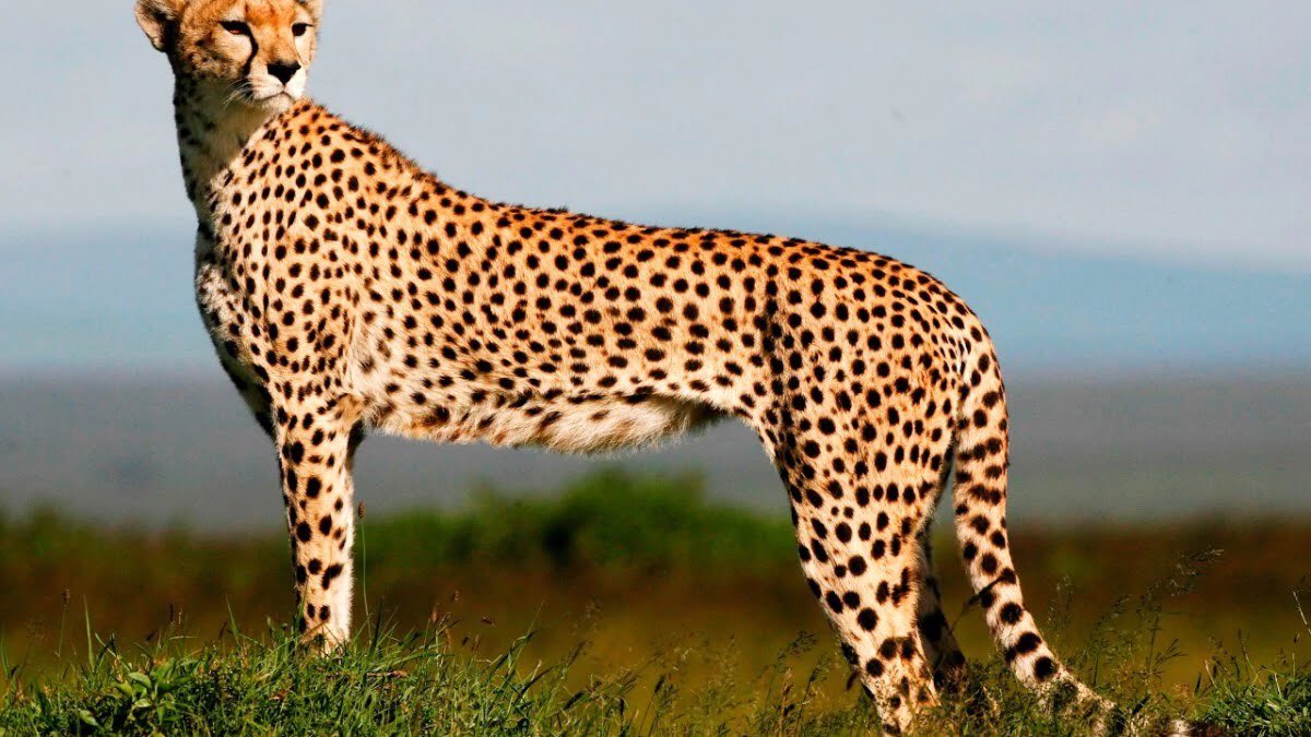 AnimalsInnocent's tweet image. ⠀
Today is Endangered Species Day 2020
⠀
7 animals that went extinct in 2019: 💔😢
⠀
1- Indochinese tiger
2- Sumatran Rhino
3- Indian Cheetah
4- Spix Macaw
5- Yangtze giant softshell turtle
6- Chinese paddlefish
7- Catarina Pupfish

Our precious wildlife