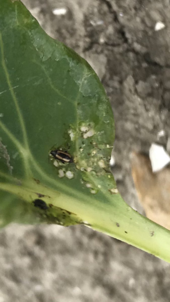 Door aanhoudende droogte aardvlooien in #sluitkool en #spruitkool. Dit kan ernstige groeiremming geven. Controleer uw gewas en bepaal of bestrijding nodig is. <a href="/Wesemaelbv/">R. van Wesemael b.v.</a>