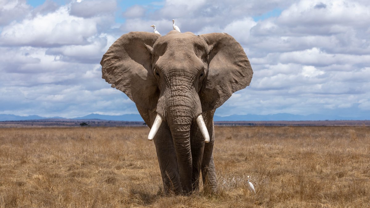 WildlifeDay's tweet photo. It’s #EndangeredSpeciesDay today! If left unchecked, unsustainable exploitation, habitat loss and degradation and #ClimateChange could cause up to a million species to disappear in the near future.

Let us all work towards a world that can sustain all life on Earth. https://t.co/wNXV5v4qbQ