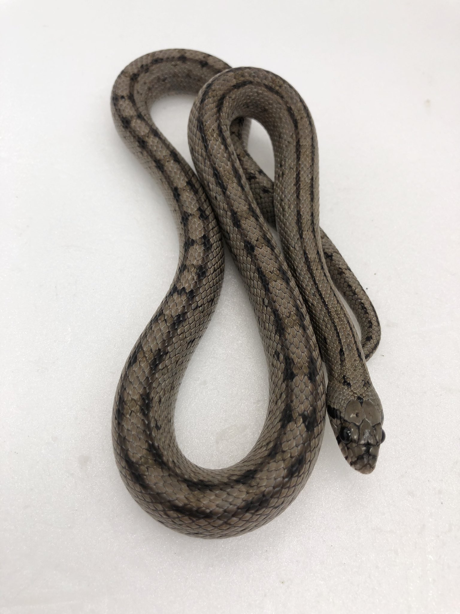 爬虫類倶楽部 仙台店 本アカウント ハシゴヘビ 1 2枚目スペインフォームのシルバー 2 3枚目フランスフォームのイエローとどちらも在庫ございます 金銀のシブいヨーロッパ原産ヘビです 両色共餌食い良好 T Co 2i9wmtuk9i