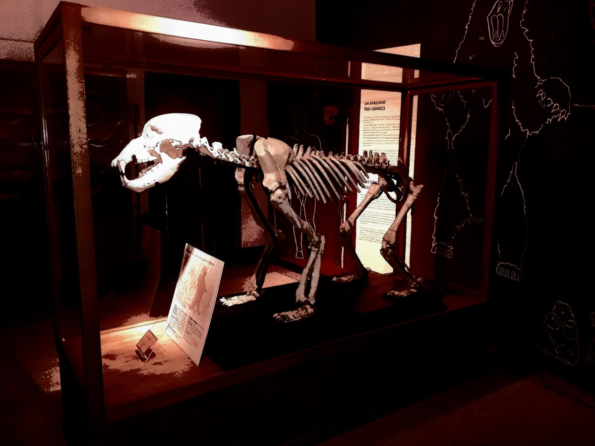 Come era la Liguria ai tempi dell'ultima era glaciale? Temperature più rigide, orsi, stambecchi e marmotte, il livello del mare più basso. Oggi il mutamento climatico causato dall'uomo è una sfida urgentissimo da affrontare! #museoarcheologialigure #ClimateMW #MuseumWeek #Genova