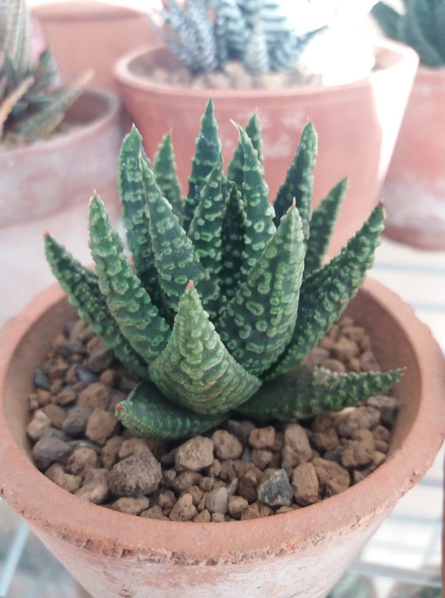 CactusSucculent's tweet photo. There may only be 4 recognised ‘species’ of Tulista, but endless hybrids, cultivars, freaks and oddities fill the void. This T. Pumila ‘donuts’ in the collection of Terence McNally 😋#BCSS #Kirkstonebotanica #CactusSucculent #Tulistacollection https://t.co/JgYPHKkt0d
