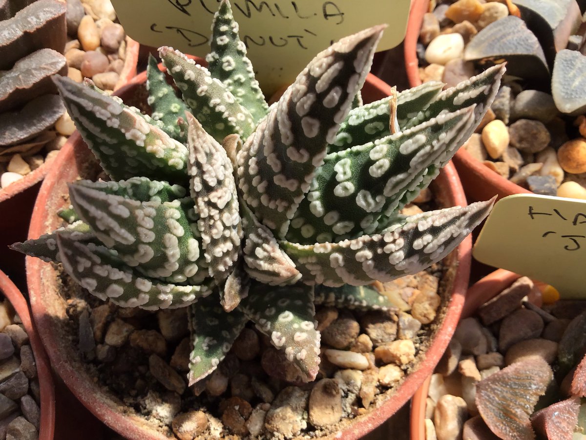 CactusSucculent's tweet photo. And speaking of Tulista ‘donuts’, as were were,here’s a multi-headed monstrose form branching in all directions! #BCSS #Kirkstonebotanica #CactusSucculent #Tulistacollection https://t.co/TpKkpCagh2