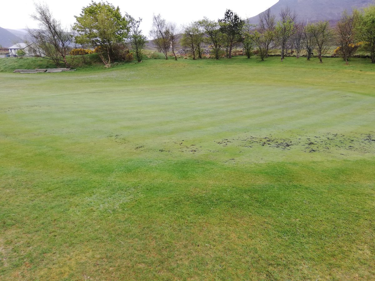 FriendsIsle's tweet image. What’s the Greenkeeper doing .....@HgkJohnc 

Last week's fertiliser application has attacked &amp;amp; killed the moss content on the greens. He’s very happy. In a few weeks He’ll verticut, over seed and topdress when possible. Cutting today at 4mm.