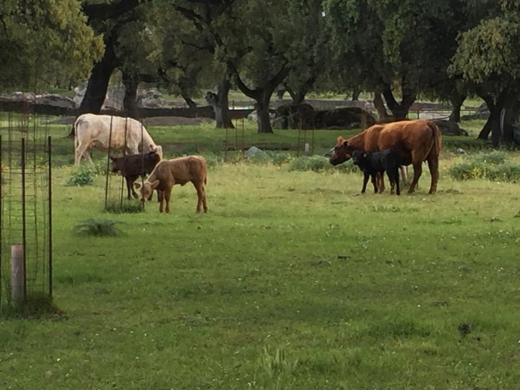 chitirh's tweet photo. Feliz día a todos los #agricultores y #ganaderos #SanIsidroLabrador Un trabajo esencial ahora y siempre!! https://t.co/88GC0qV1CV