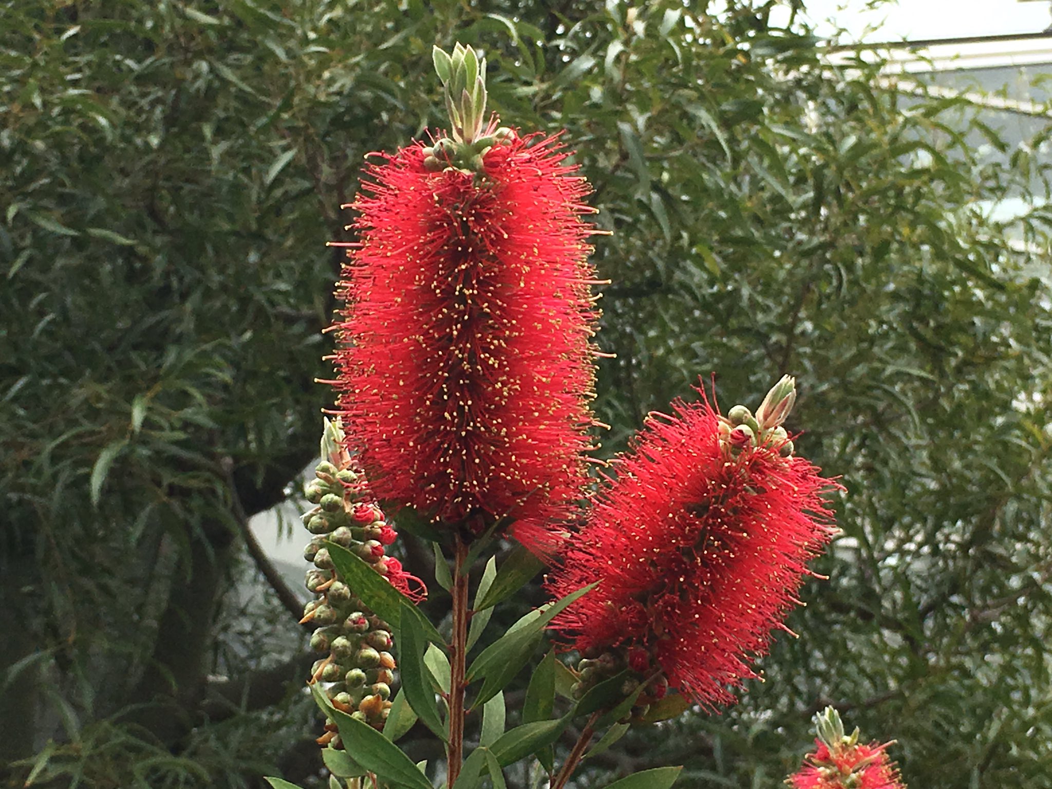 咲くやこの花館 赤いブラシがわさわさ 外部庭園にてボトルを洗うブラシにそっくり ブラシノキ が開花中です たわし にも見えてしまうのですが ちなみにたわしはヤシの繊維でできています 咲くやこの花館 エア植物園 エア博物館 自宅ミュージアム