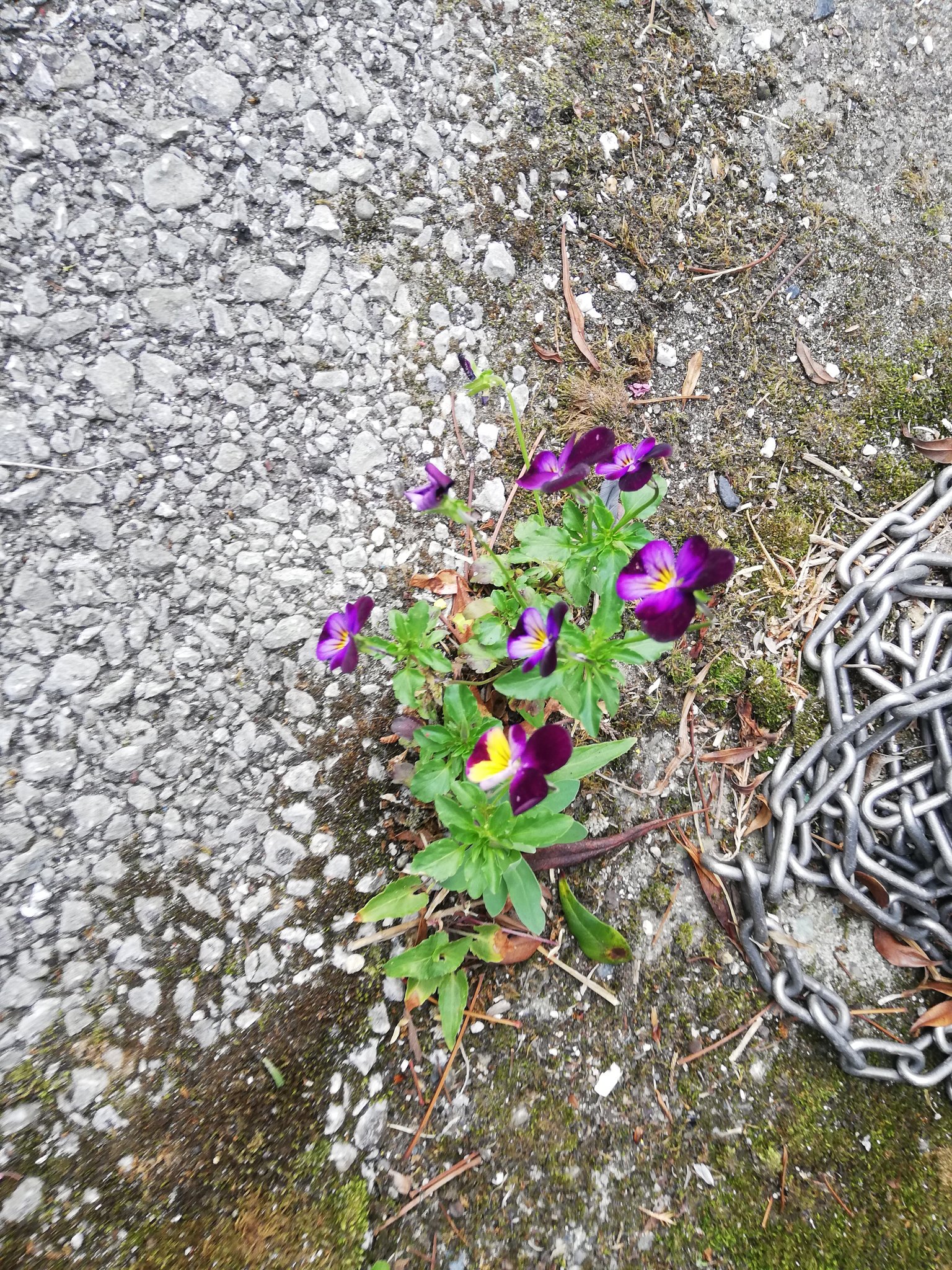 アスファルトに咲く花のように Twitter Search Twitter