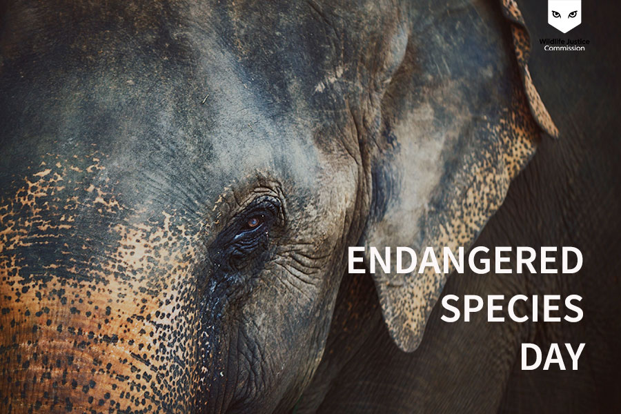 WJCommission's tweet photo. Our planet’s #wildlife is being decimated. The #trafficking of #endangeredspecies occurs on a truly industrial scale. This needs to stop! Even the eleventh hour is not too late if we #takeaction. Now. 

👉 https://t.co/1lmnJRR274

#EndangeredSpeciesDay https://t.co/WrsVm9Xhfe