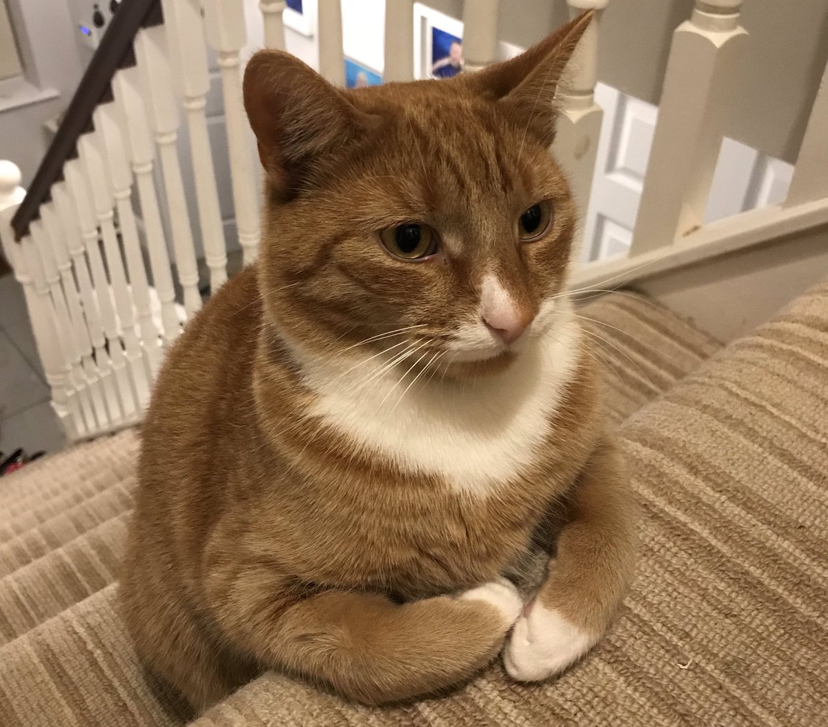 “Hello, thank you for applying for this post. I’ll be your HR advisor on this interview.” #happyfriday #CatsOfTwitter @neatestcypher