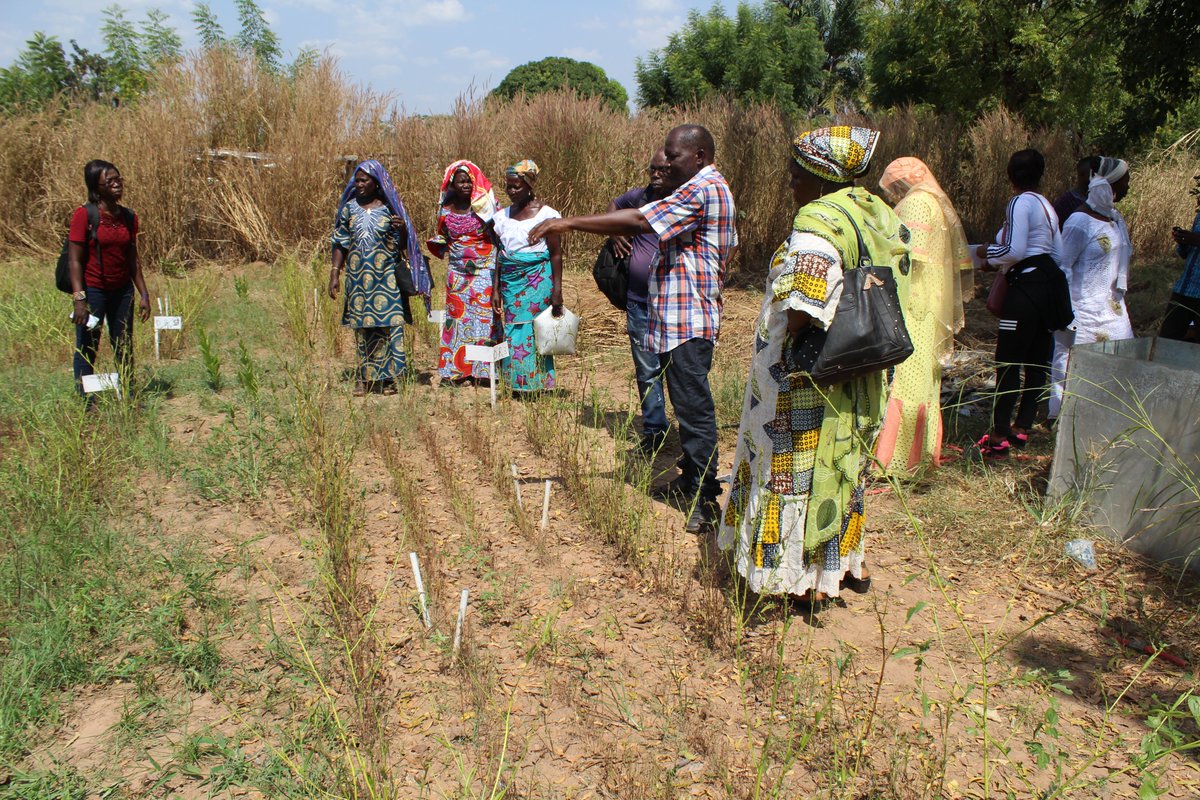 PGreenBuilders's tweet photo. 5-Stakeholders of Ouagadougou interacting with stakeholders of Tamale, including market gardeners at the experimental site of the Green Builders project in Tamalé

#wastemanagement
 #wasterecycling
 #wasterepurposing
#sanfo.s@wascal.org https://t.co/zx1aQkxK36