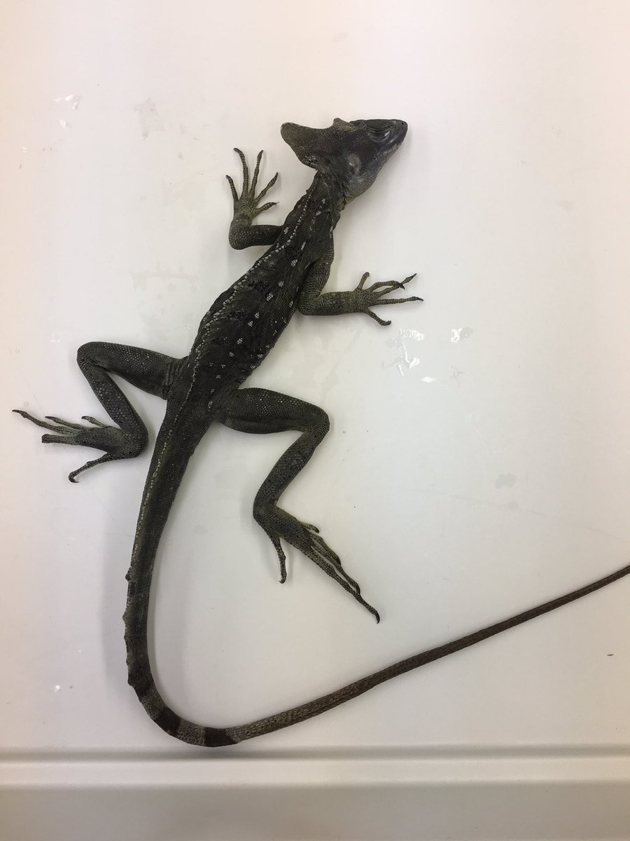 Ryoko Matsumoto 水面を走る姿で有名なグリーンバシリスクさんの足でした 師匠がコロンビアに行った際 ホテルの前でバシャバシャ走りまくってたらしい 見てみたい