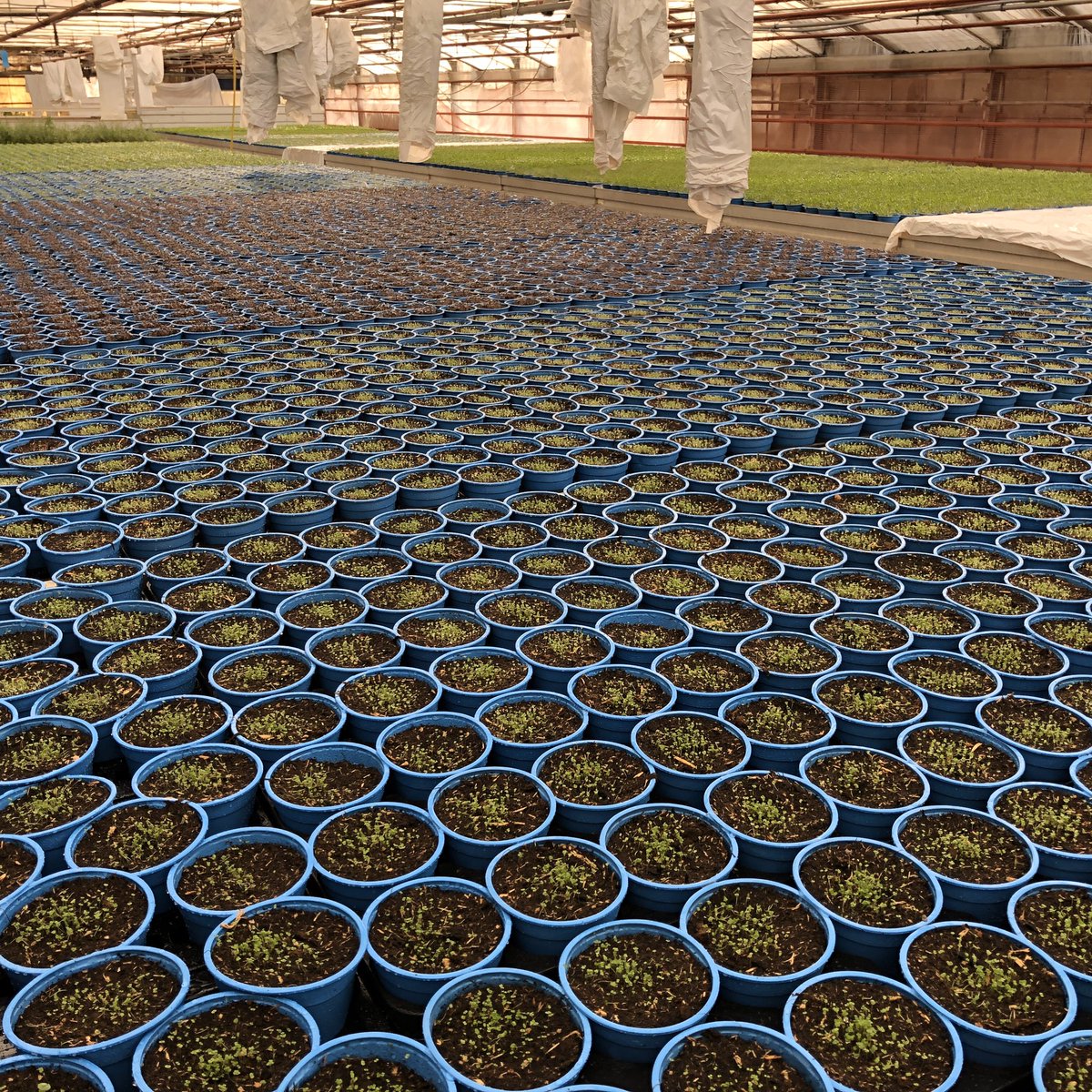 #nachwuchs das neue #sortiment #bio #kräuter wächst gut heran. #gruengut #nachhaltig #thymian #basilikum #petersilie