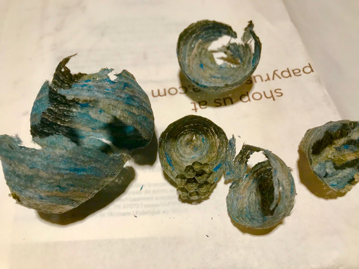 sarah garforth tweet media