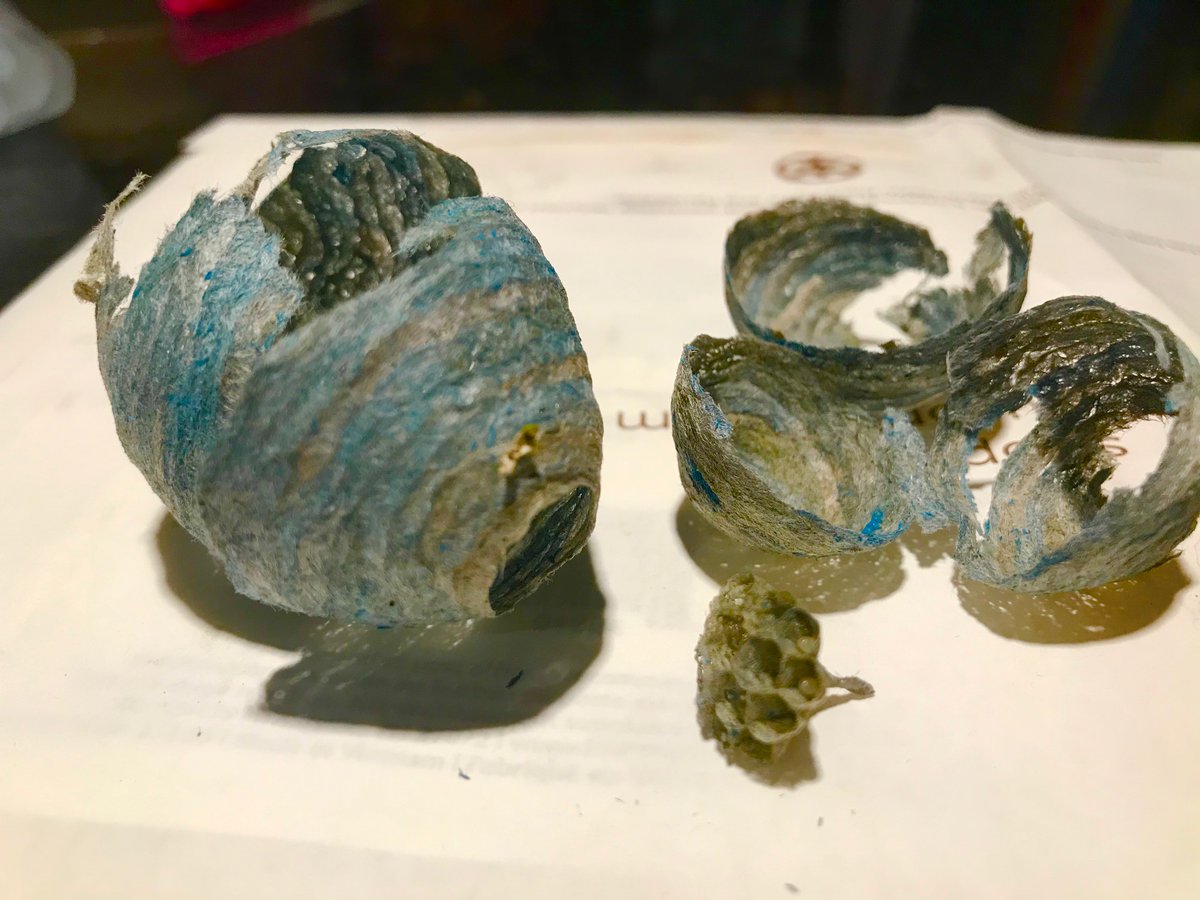 sarah garforth tweet media