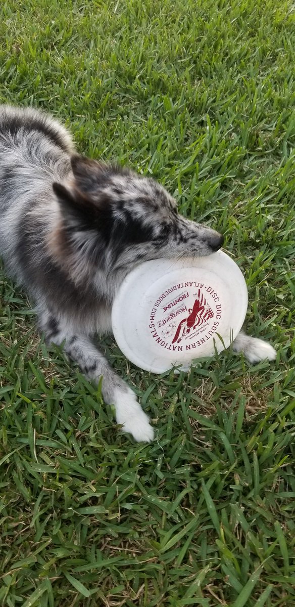 AsherDasher12's tweet photo. Learning the #frisbeetricks
@DrewCarlyle is very proud of me for trying at least. #FridayMotivation https://t.co/ArmmctXq7T
