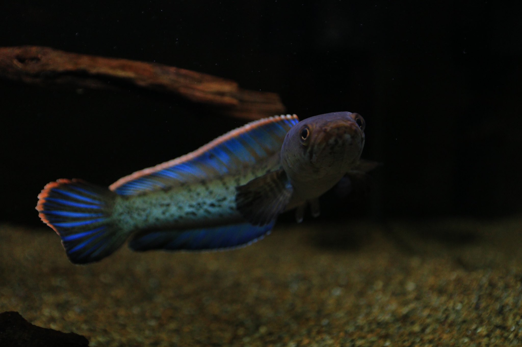 タイニークラッシュ スネークヘッド password:drt: TiNYKLASHのオススメセッティングナウ(琵琶湖)