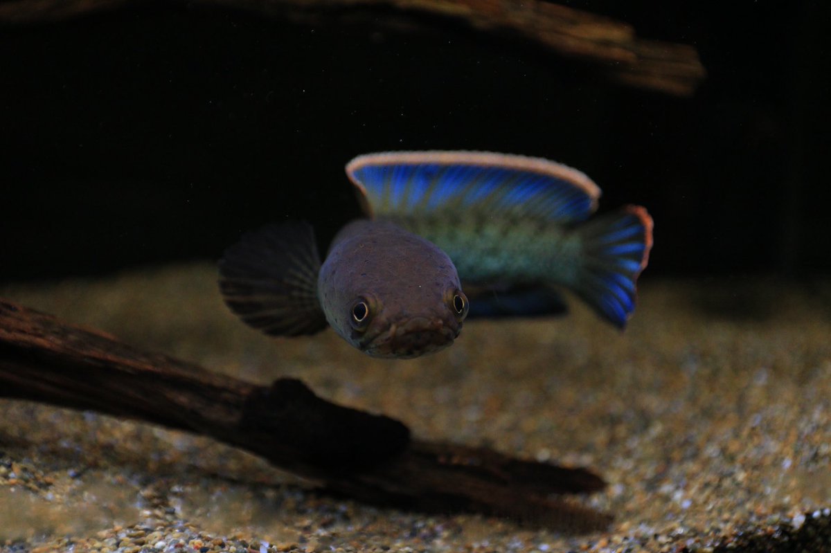 ぱぱん スチュワートスネークヘッド 餌代安い 週2回ビックカーニバル 2粒 ヒーター要らん 都道府県による 水換えも楽 月1 半年に1回 45 60cm水槽で飼える ユニアクさんの選別のおかげもあるけど ズボラ飼育でここまで綺麗になるスネへやから