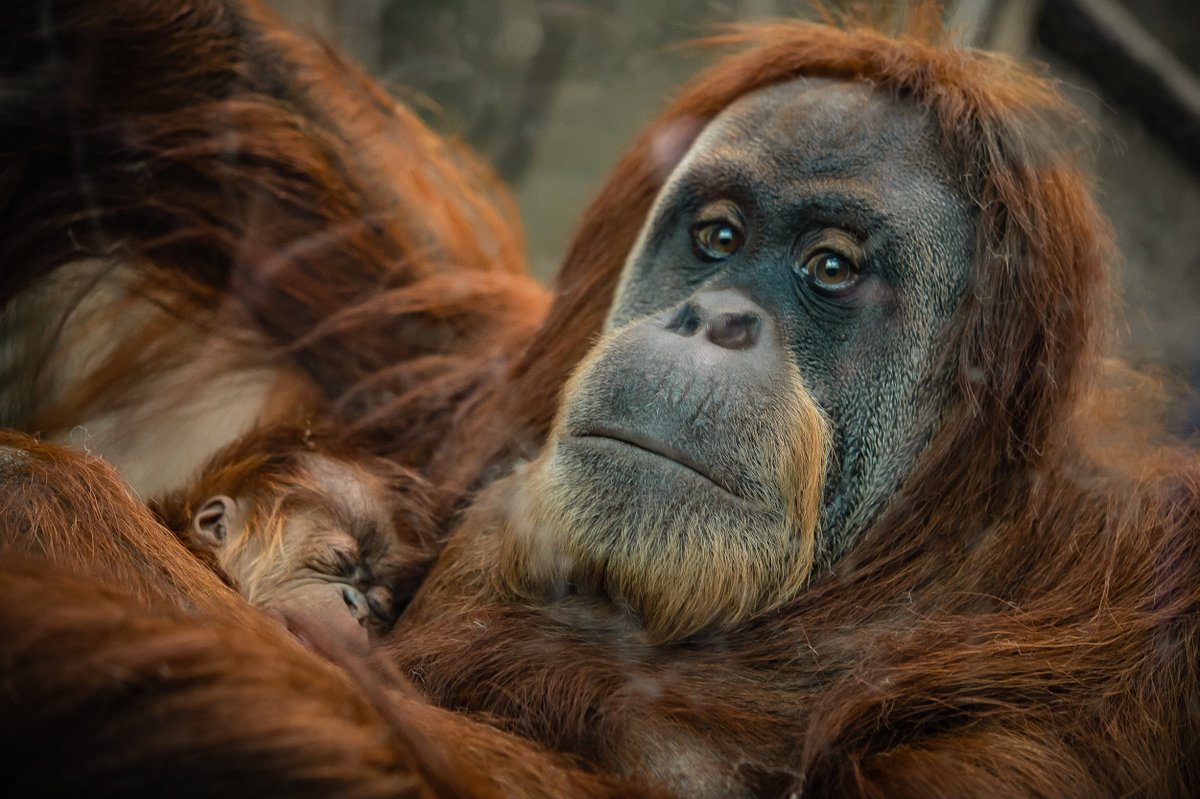 chesterzoo's tweet photo. Wow! An orangutan has been known to eat 11,000 calories in a day! Hands up if you can relate during #lockdown! π¦§π
We're coming up to the final visit of the day (π) - the punk rocker warty pigs at 3pm. ππ
#BonusGibbons #EndangeredSpeciesDay #ToZooAtHome https://t.co/SAWZt3xiJX