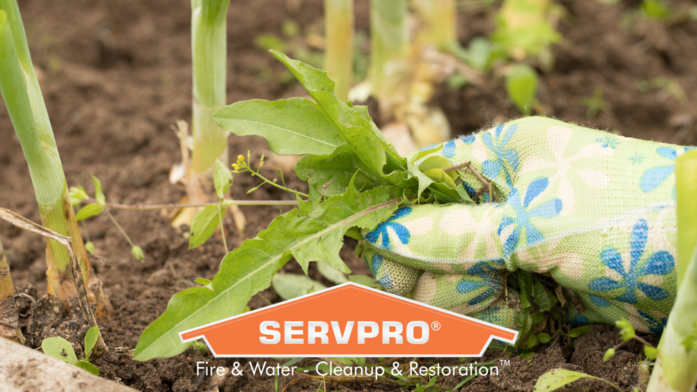 ServproPortland's tweet image. During the warmer months it is important to remove excess weeds and leaves from around homes. Weeds and leaves dry out quickly and can be easily lit causing homes to receive fire and smoke damage.
#firedamage #firerestoration #deodorization