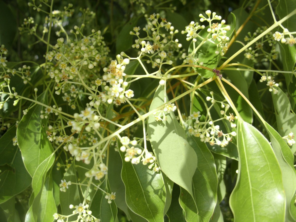 スパ On Twitter 楠木正成という武将がいましたよねｗ この花木がクスノキ 今 かわいらしく そして独特のいい香りを漂わせています この木から防虫剤のショウノウが作られるのです そんな感じの香りです