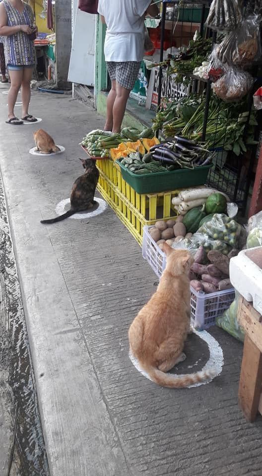 9GAG's tweet photo. They are social distancing.

📸 Coleen Joice Aquino | FB https://t.co/LQw56z0mgC