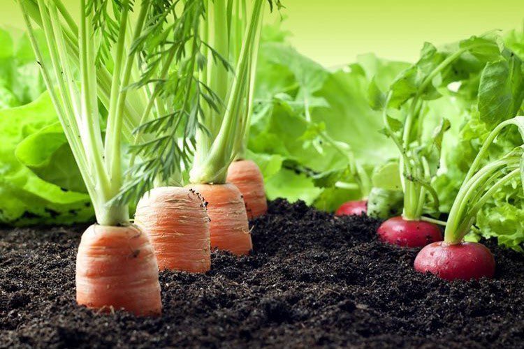 JuanOrlandoH's tweet image. ¡Felicidades a los Agrónomos en su día! Gracias por estar en la primera línea. Honduras ocupa su asistencia técnica para estar listos ante la escasez alimentaria que se pronostica por la crisis del #COVID19. Hay AgroCrédito 8.7, bonos, alivio de deuda, pero sus aportes son clave.