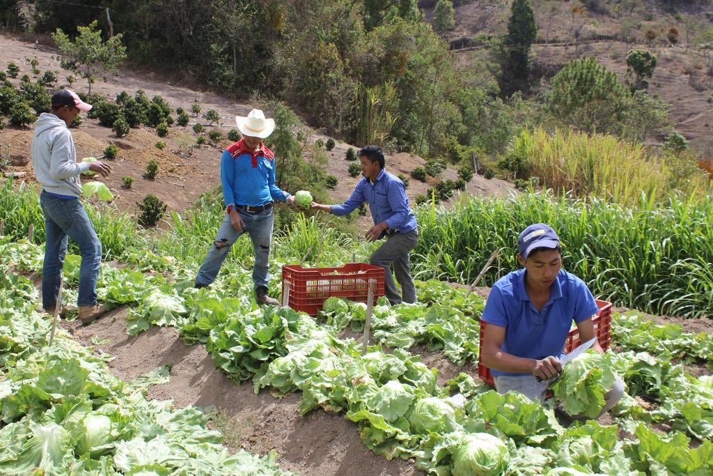 JuanOrlandoH's tweet image. ¡Felicidades a los Agrónomos en su día! Gracias por estar en la primera línea. Honduras ocupa su asistencia técnica para estar listos ante la escasez alimentaria que se pronostica por la crisis del #COVID19. Hay AgroCrédito 8.7, bonos, alivio de deuda, pero sus aportes son clave.