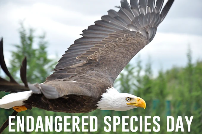 Image from Endangered Species Coalition (@endangered)
