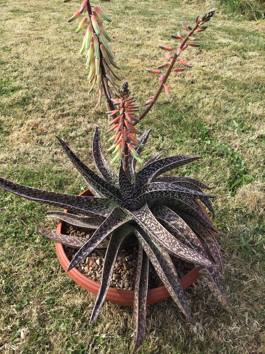 GriffinGlasshse's tweet photo. RT @CactusSucculent: At just over 22” across & a three-foot flower spike (1/3 ) this isn’t your everyday windowsill Gasteria! This x Gasteria excelsa/ croucheri hybrid isn’t a dominating plant! #BCSS #Kirkstonebotanica #cactusSucculent #Gasteriacollection https://t.co/hkDCSQQhEf