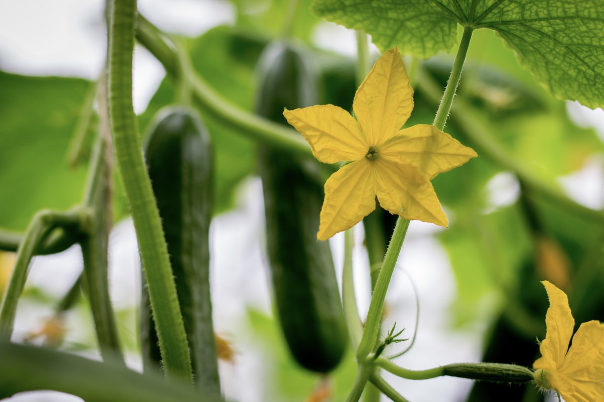 DelFrescoPure's tweet photo. Did you know that cucumbers grow with flower buds at the end of them? Over time the flower will fall off, this is a good indicator of when they are ready to be picked.
#Cucumber #Flowers #DelFrescoPure #GreenhouseGrown #Fresh #MiniCrunchers #Delicious #AvailableNow https://t.co/fYrzWRO8fe