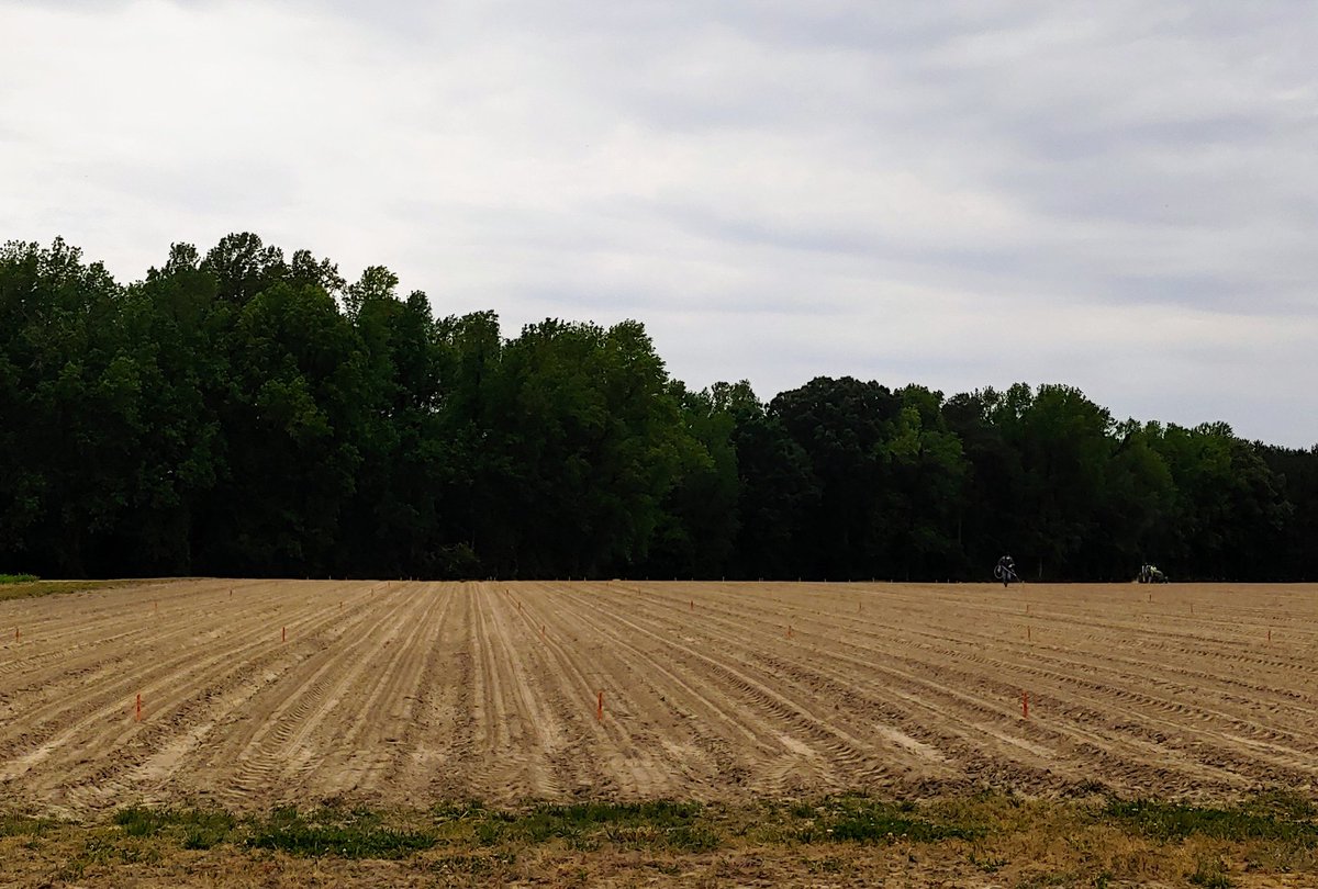 Cotton has been planted with the help of the wonderful staff at UCPRS! Investigating planting rate and seed treatments for the control of seedling disease.
Fact sheet: bit.ly/2Z4FdRZ
<a href="/ThiessenLab/">FieldCropsPathology</a> <a href="/yara_rosado/">Yara I. Rosado</a>