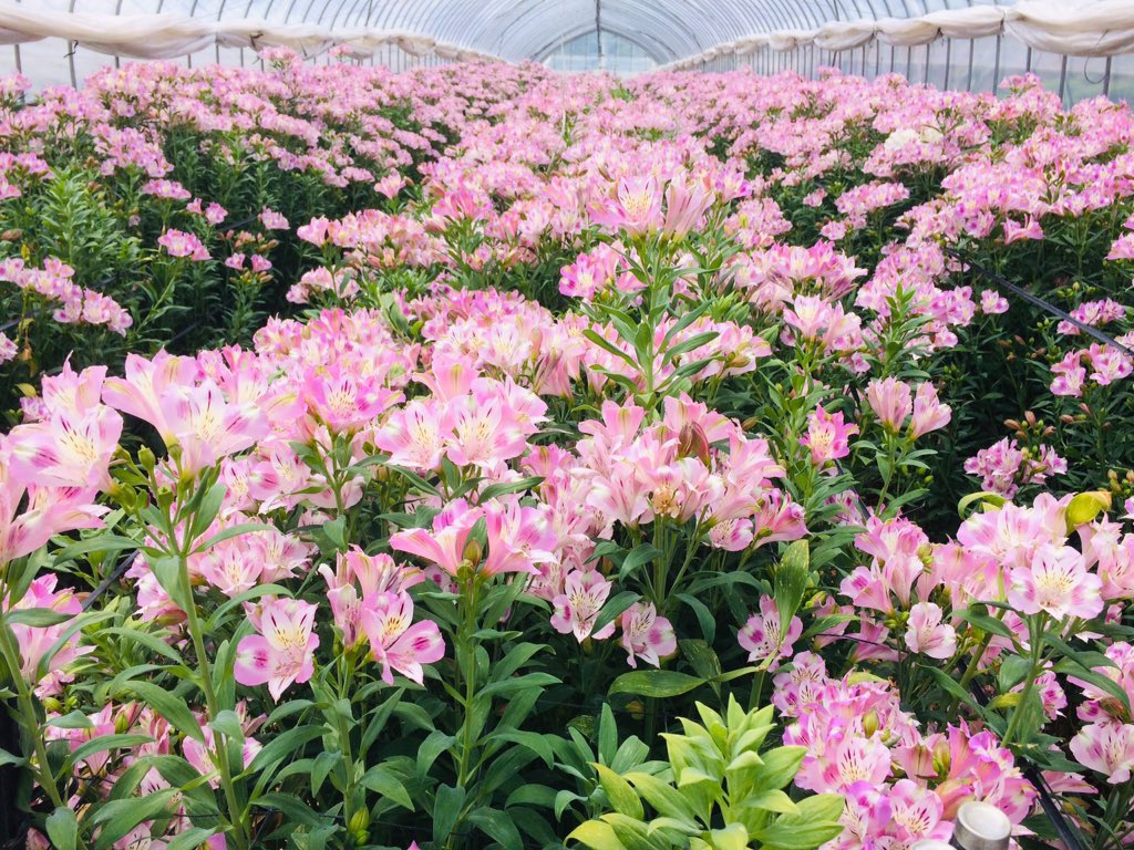 Meri 今日 満開でした 植え替え前のハウスらしいのですが咲かせっぱなしになっていて順次お手入れなのでこんなに綺麗なことになっていました 出荷時期のハウスは収穫後ほぼツボミなので新鮮でした お花畑です 花いっぱい Meri 今日 満開でした 植え替え前のハウスらしいのですが咲かせっぱなしになっていて順次お手入れなのでこんなに綺麗なことになっていました 出荷時期のハウスは収穫後ほぼツボミなので新鮮でした お花畑です 花いっぱい