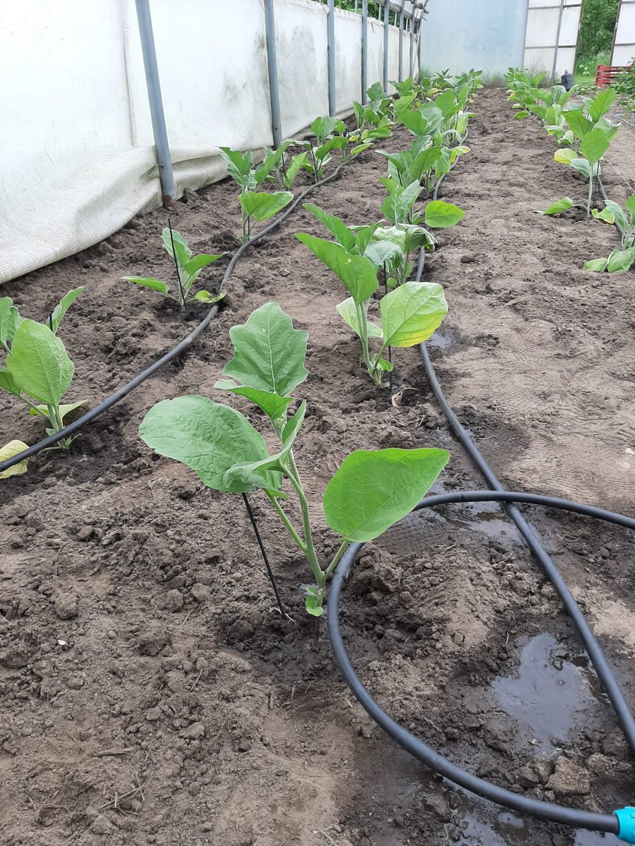 Ook de aubergine planten staan mooi in de kas 🍆🍆 #boer #biologisch