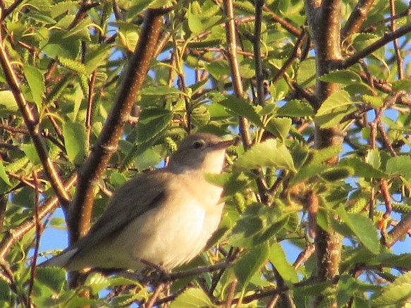 raptorwatcher's tweet photo. #GardenWarbler singing away at #MessinghamSandQuarry early yesterday morning. #NorthLincolnshirewildlife #lincsbirding @LincsWildlife #birding #dawnchorus #birdphotography #lovelife https://t.co/h0ZPdkESdc
