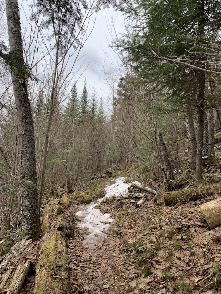 BWCABlogLady's tweet photo. Still some snow in the woods of the Gunflint Trail. With recent rain green up will begin sometime soon. https://t.co/iRt2E8Rksb
