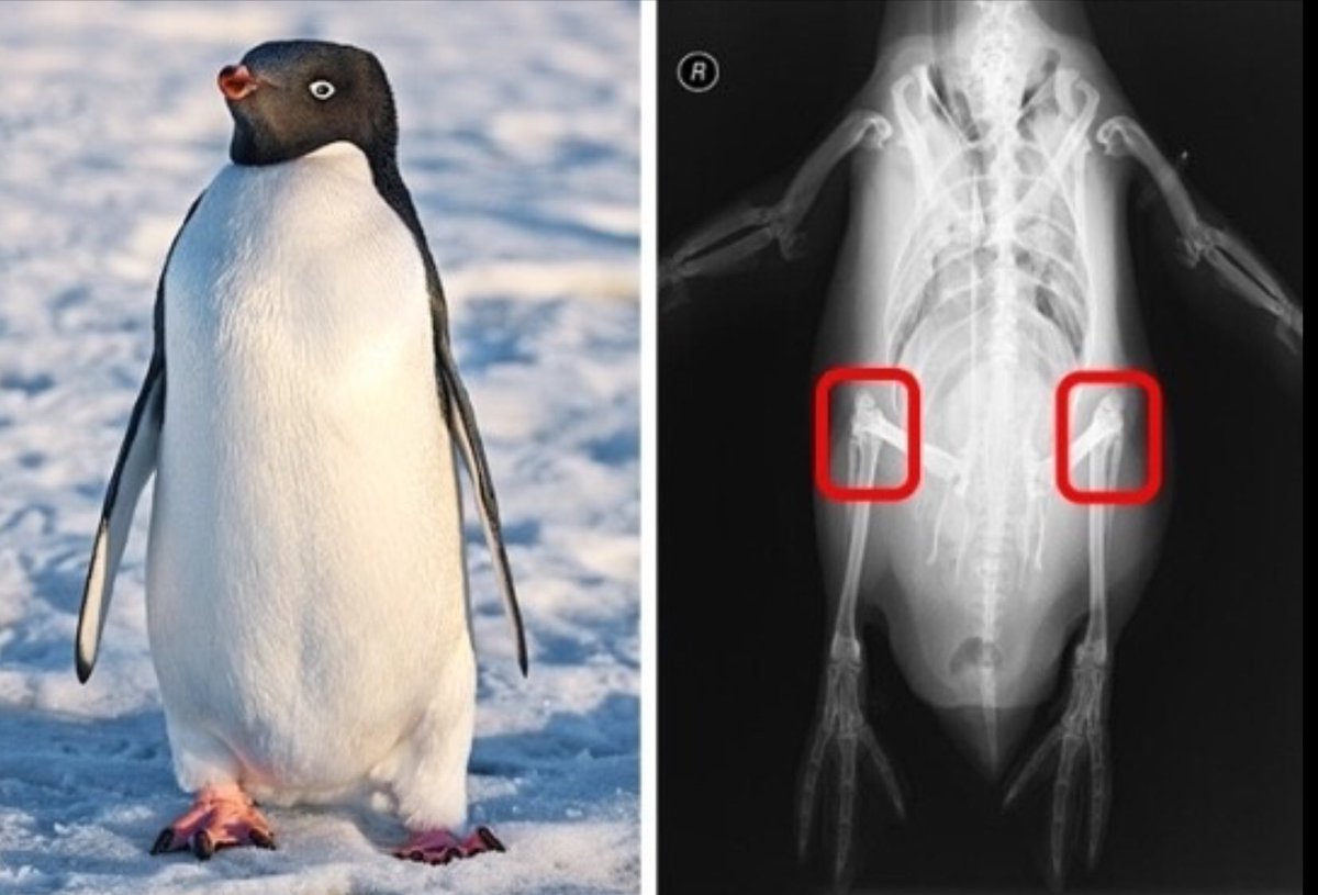 ɹǝʇlnoԀ pıʌɐᗡ 🚴🏻 🇺🇸 🇦🇺 🇬🇧 tweet media