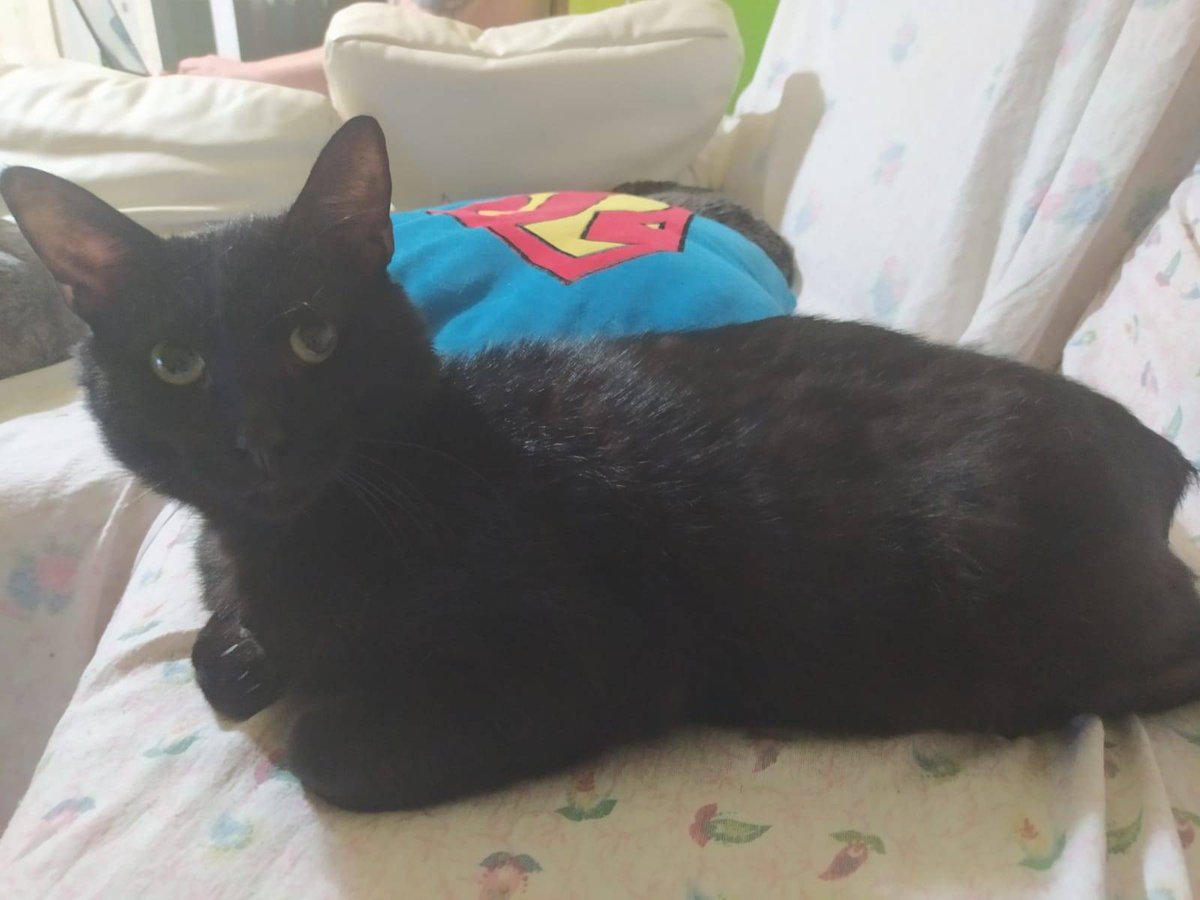 DejandoHuellaAB's tweet image. Desde que Géiser ha probado el sofá, ya no lo suelta 🤣

#Albacete #dha #apadrina #acoge @adopta #géiser