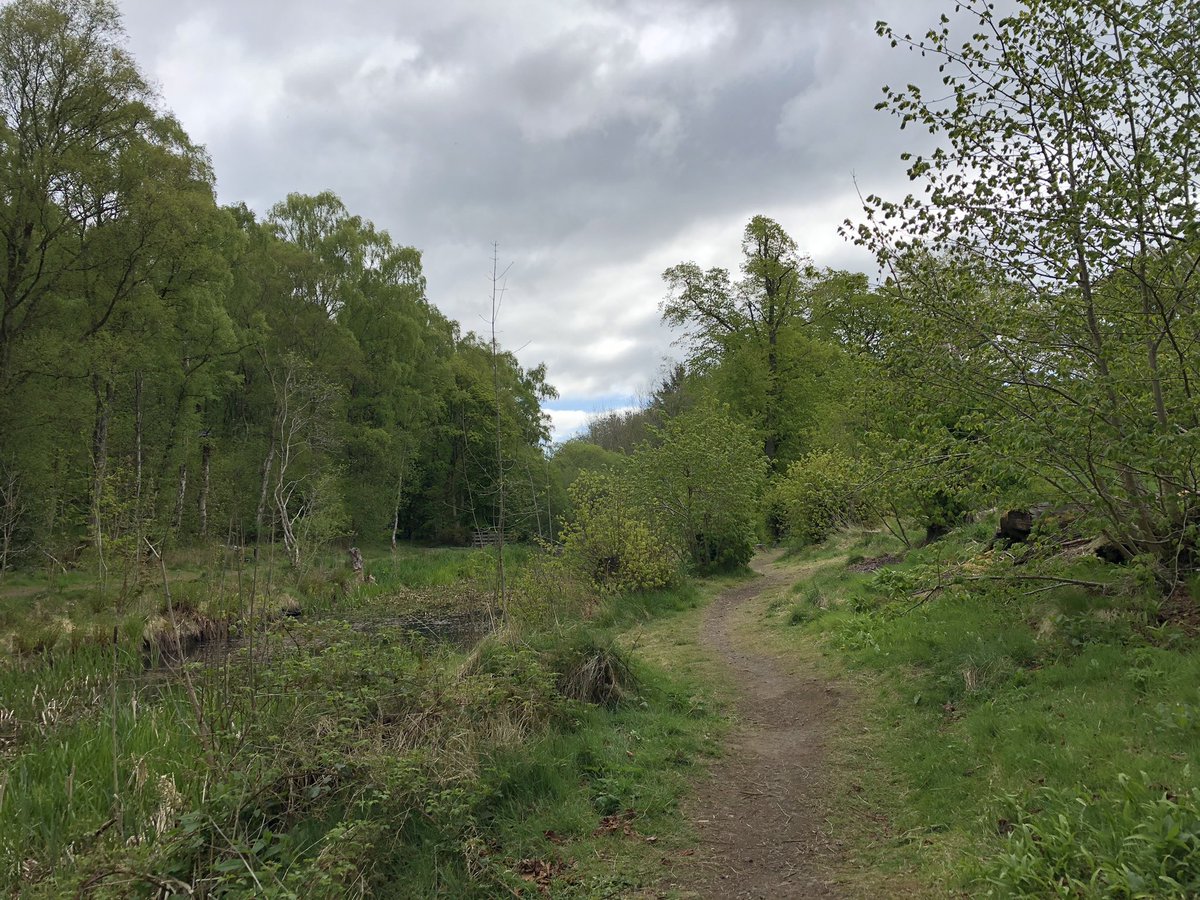 KinlochSusan's tweet photo. Gorgeous morning in Bellsquarry wood @WoodlandTrust #wildgarlic #quickwalk https://t.co/kTTj98Ac9N